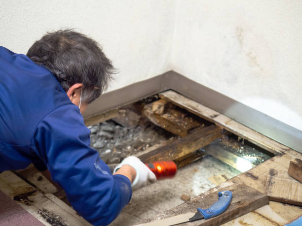 Best Home Mold Removal  in Sauk Vlage, IL