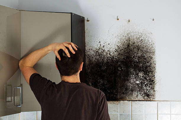Best Attic Mold Removal  in Sauk Vlage, IL