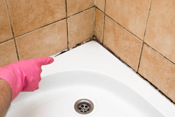 Best Crawl Space Mold Removal  in Sauk Vlage, IL